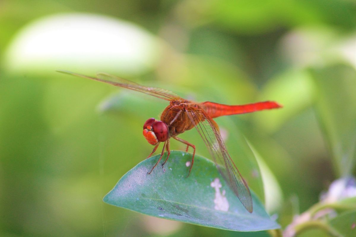 Course Image Zoologia de Invertebrado 